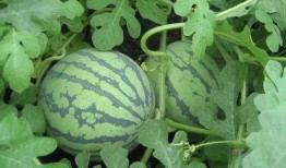 盐城吃瓜爆料视频大全,揭秘当地热点事件